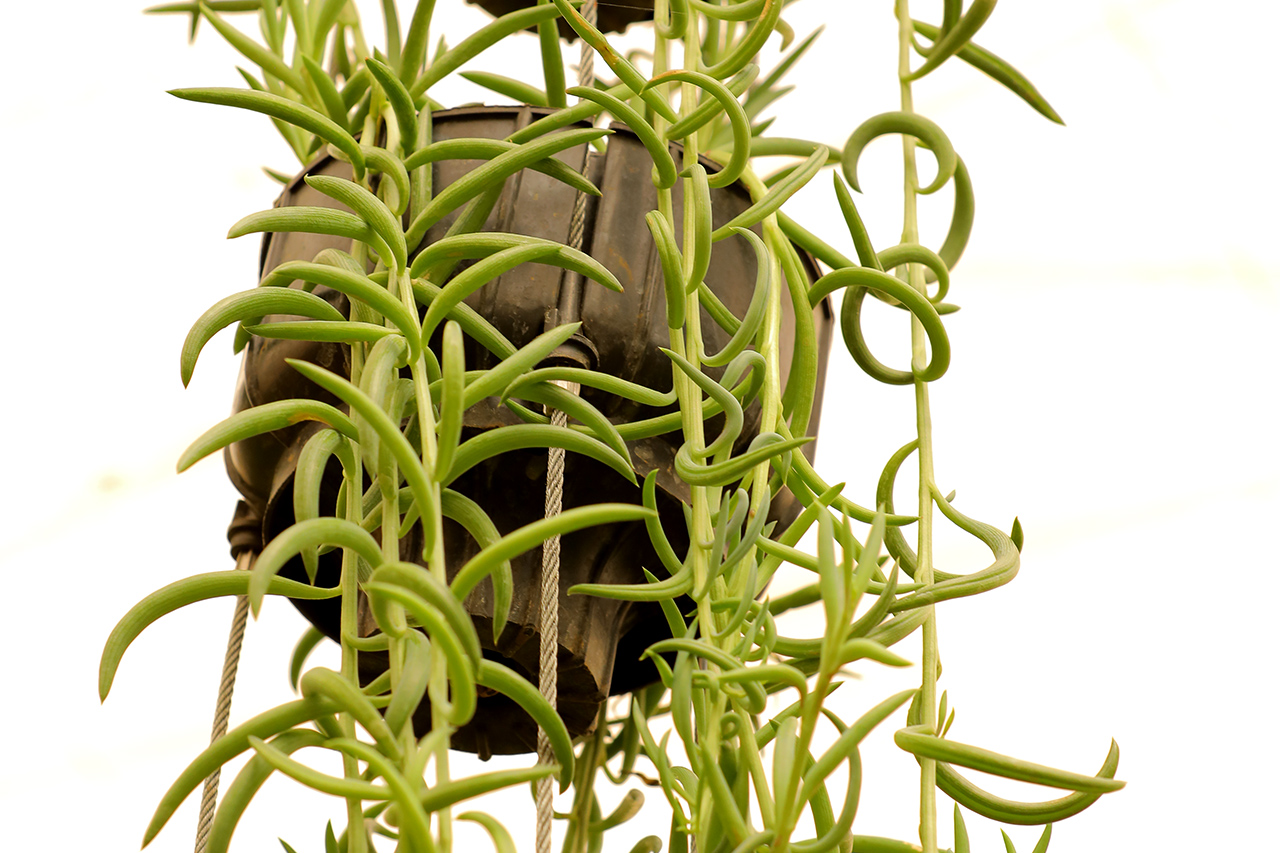 Sbl Farms Green walls and Living walls, Vertical Garden, Bio Curtains